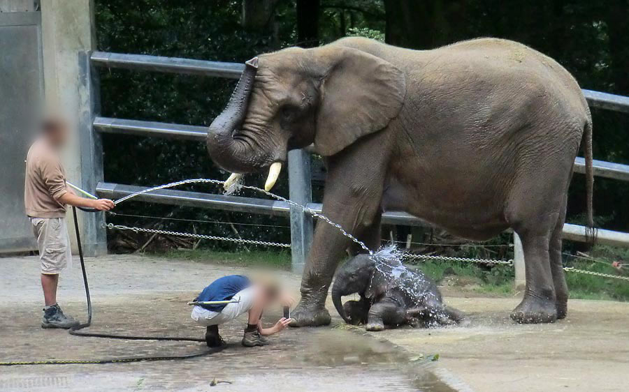 Afrikanischer Elefantennachwuchs Jogi im Zoologischen Garten Wuppertal am 17. August 2014