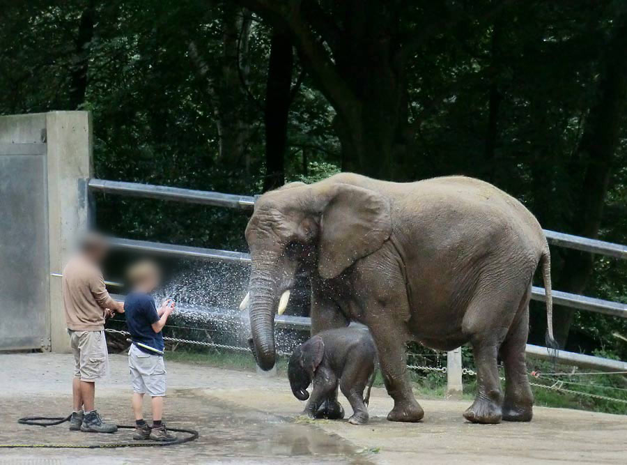 Afrikanischer Elefantennachwuchs Jogi im Wuppertaler Zoo am 17. August 2014