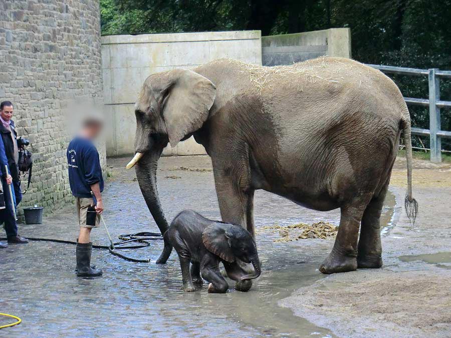 Afrikanischer Elefantennachwuchs Jogi im Zoologischen Garten Wuppertal am 23. August 2014