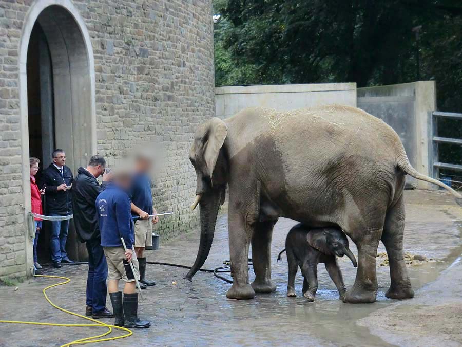Afrikanischer Elefantennachwuchs Jogi im Zoo Wuppertal am 23. August 2014