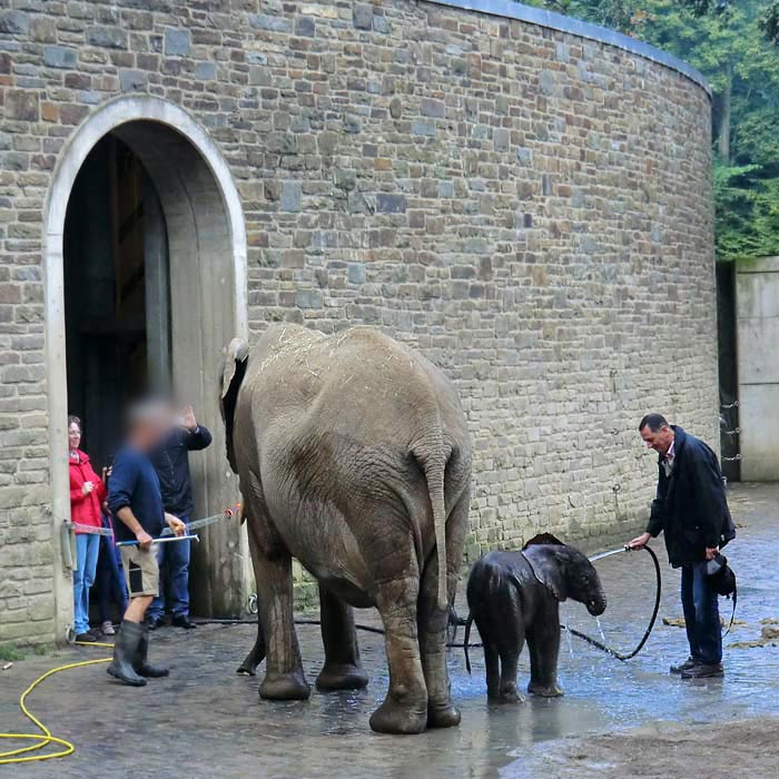 Afrikanischer Elefantennachwuchs Jogi im Wuppertaler Zoo am 23. August 2014