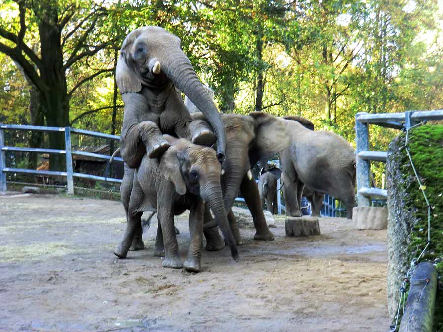 Afrikanische Elefanten im Zoologischen Garten Wuppertal am 2. November 2014