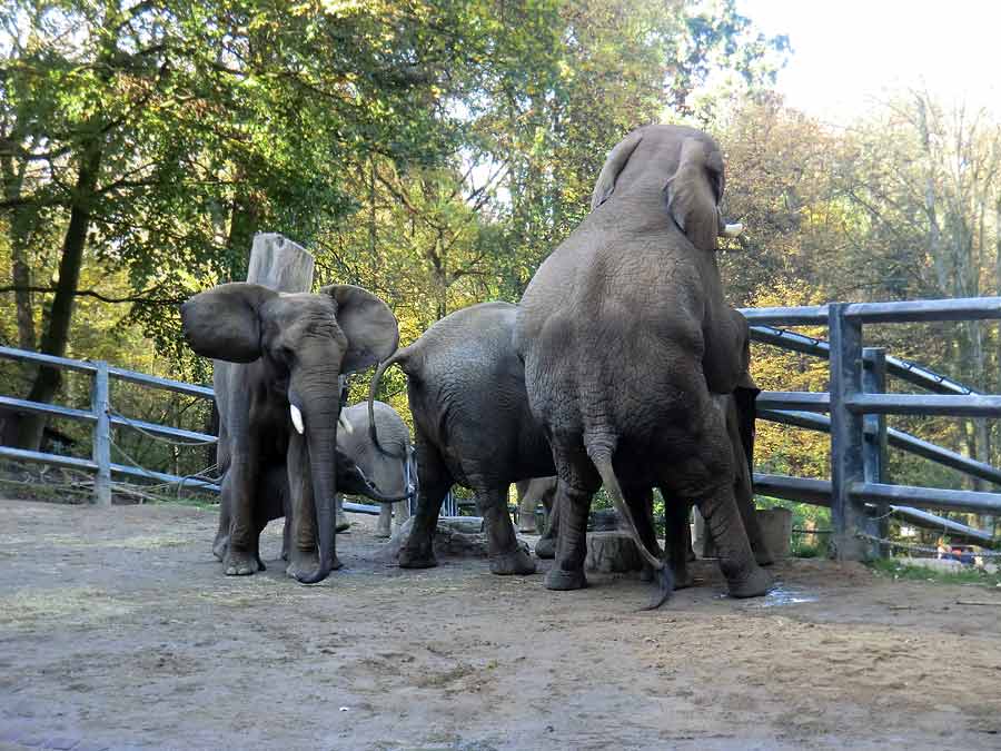 Afrikanische Elefanten im Zoo Wuppertal am 2. November 2014