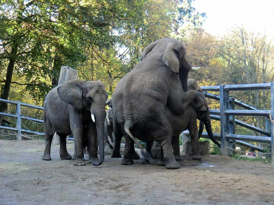 Afrikanische Elefanten im Wuppertaler Zoo am 2. November 2014