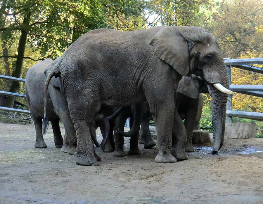 Afrikanischer Elefantenbulle "Tusker" nach der Paarung im Zoo Wuppertal am 2. November 2014