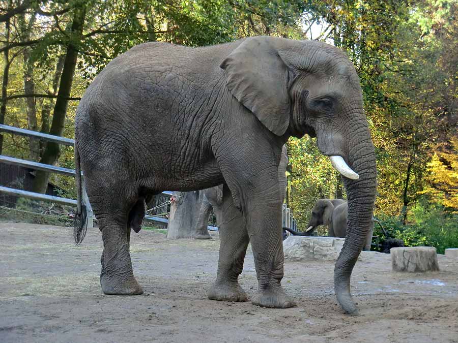 Afrikanischer Elefantenbulle "Tusker" nach der Paarung im Wuppertaler Zoo am 2. November 2014