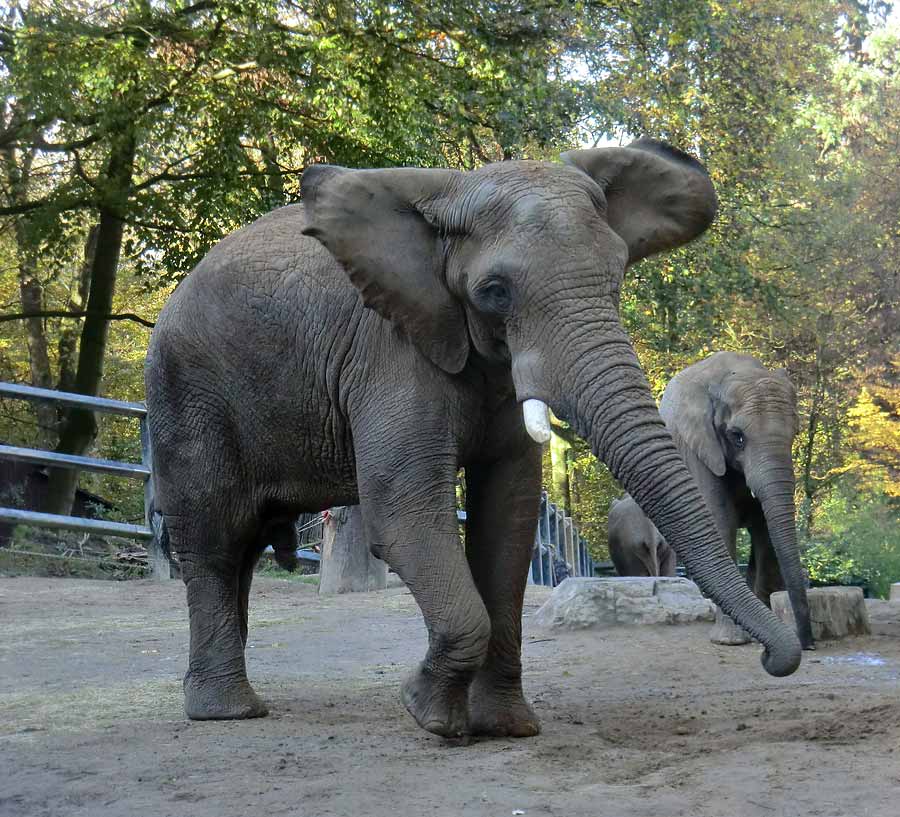 Afrikanische Elefanten im Zoo Wuppertal am 2. November 2014