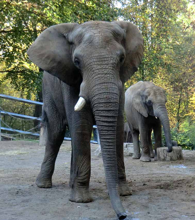Afrikanische Elefanten im Zoologischen Garten Wuppertal am 2. November 2014