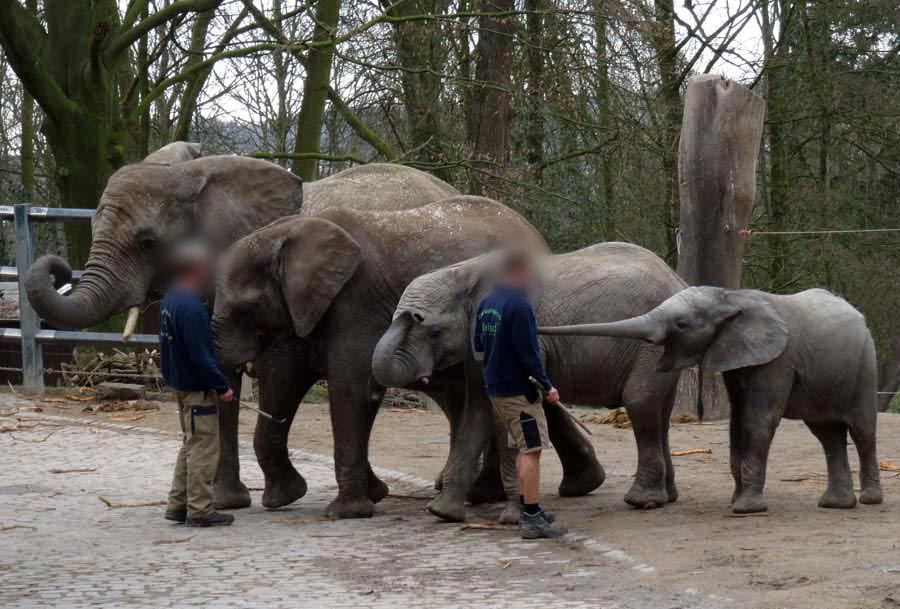 Die Afrikanischen Elefanten PUNDA, BONGI, SHAWU und PINA-NESSIE am 22. März 2015 im Zoo Wuppertal