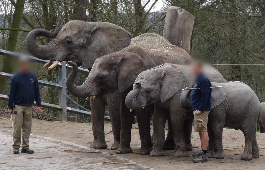 Die Afrikanischen Elefanten PUNDA, BONGI, SHAWU und PINA-NESSIE am 22. März 2015 im Zoologischen Garten Wuppertal