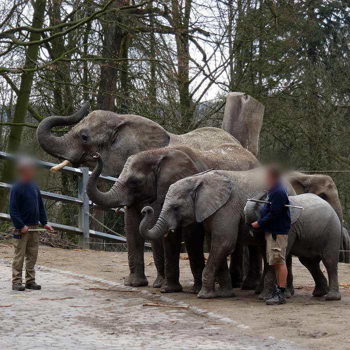 Afrikanische Elefanten im Wuppertaler Zoo am 22. März 2015
