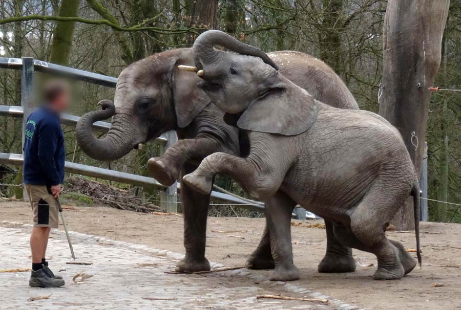 Die Afrikanischen Elefanten BONGI und SHAWU am 22. März 2015 im Grünen Zoo Wuppertal