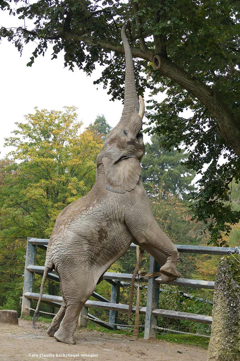 Afrikanischer Elefanten-Bulle TUSKER am 21. Oktober 2015 auf der großen Außenanlage am Elefanten-Haus im Zoo Wuppertal (Foto Claudia Böckstiegel-Wengler)