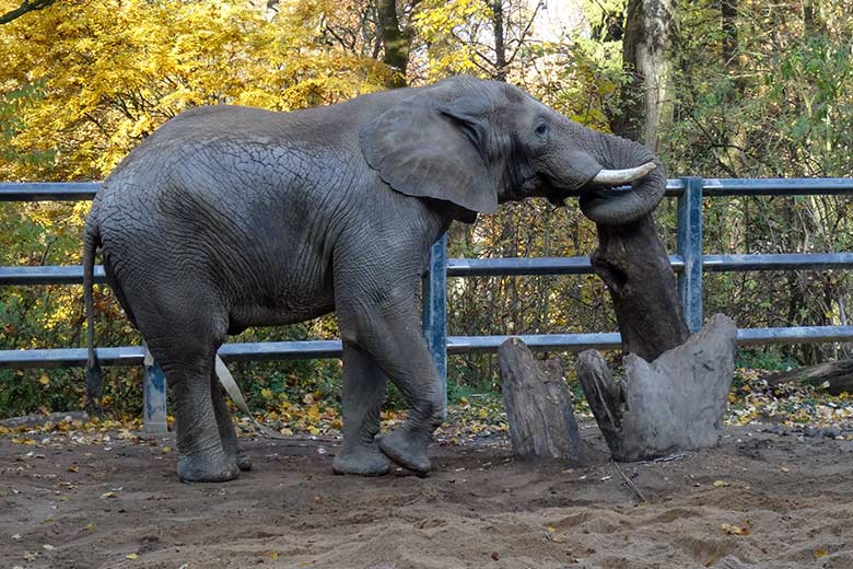 Afrikanischer Elefanten-Bulle TUSKER am 31. Oktober 2015 im Wuppertaler Zoo