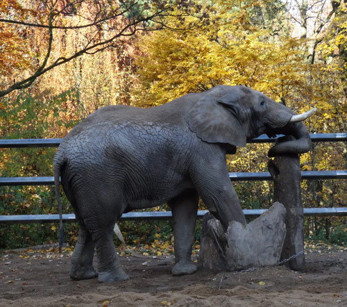 Afrikanischer Elefanten-Bulle "Tusker" am 31. Oktober 2015 im Zoo Wuppertal