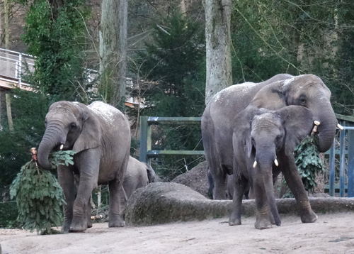 Afrikanische Elefanten am 9. Januar 2016 im Grünen Zoo Wuppertal