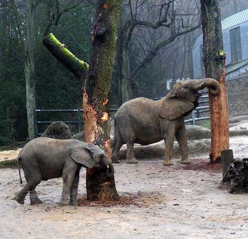 Afrikanische Elefanten bei den neuen Baumstämmen auf der Freianlage im Januar 2016 im Zoologischen Garten Wuppertal