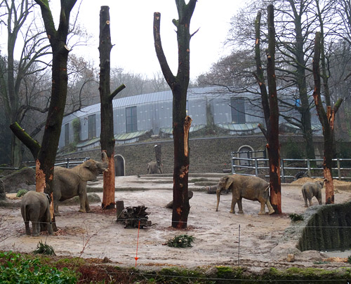 Afrikanische Elefanten bei den fünf neue Baumstämme auf der Freianlage für Afrikanische Elefanten im Januar 2016 im Wuppertaler Zoo