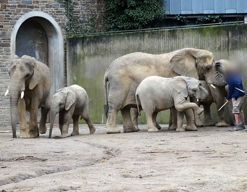 Afrikanische Elefantenkühe mit Jungtieren am 29. Januar 2016 auf der Bullenanlage im Zoologischen Garten der Stadt Wuppertal