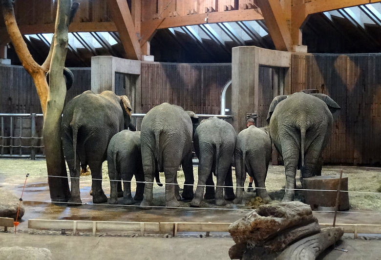 Elefantenkuh SABIE mit Elefantenkuh SWENI und den vier Jungtieren im Elefantenhaus im Zoologischen Garten der Stadt Wuppertal
