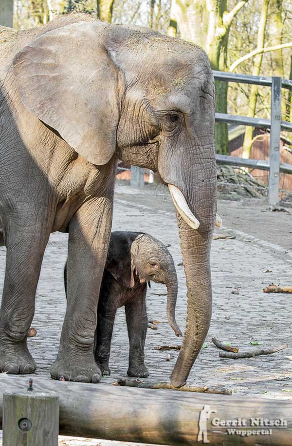 Afrikanische Elefanten im Wuppertaler Zoo am 17. März 2016 (Foto Gerrit Nitsch)