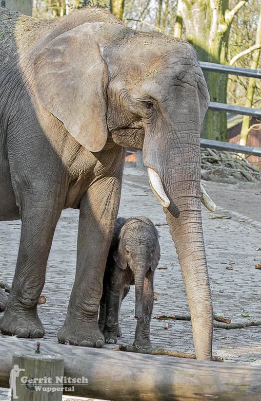 Elefantenkalb "Tuffi" am 16. März 2017 im Wuppertaler Zoo (Foto Gerrit Nitsch)