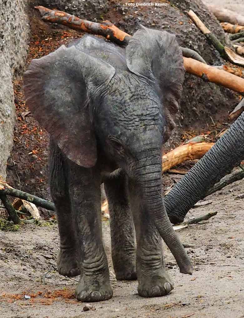 Elefantenjungtier "Tuffi" am 21. März 2016 im Grünen Zoo Wuppertal (Foto Diedrich Kranz)
