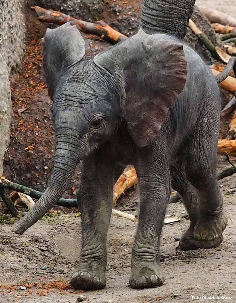 Elefantenjungtier "Tuffi" am 21. März 2016 im Zoo Wuppertal (Foto Diedrich Kranz)