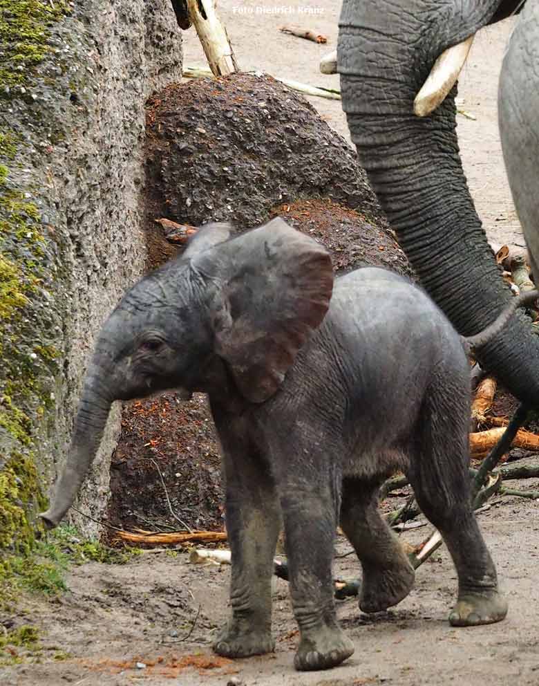 Elefantenjungtier "Tuffi" am 21. März 2016 im Zoologischen Garten der Stadt Wuppertal (Foto Diedrich Kranz)