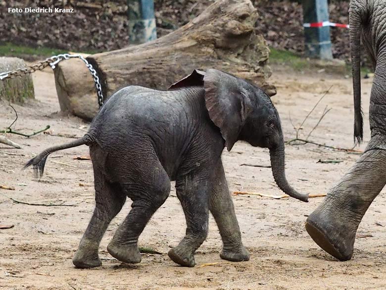 Elefantenjungtier "Tuffi" am 21. März 2016 im Wuppertaler Zoo (Foto Diedrich Kranz)
