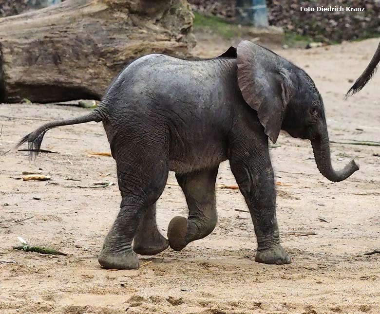 Elefantenjungtier "Tuffi" am 21. März 2016 im Grünen Zoo Wuppertal (Foto Diedrich Kranz)
