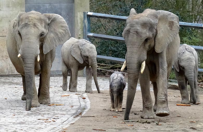 Afrikanische Elefanten mit Elefantenkalb "Tuffi" am 23. März 2016 im Grünen Zoo Wuppertal