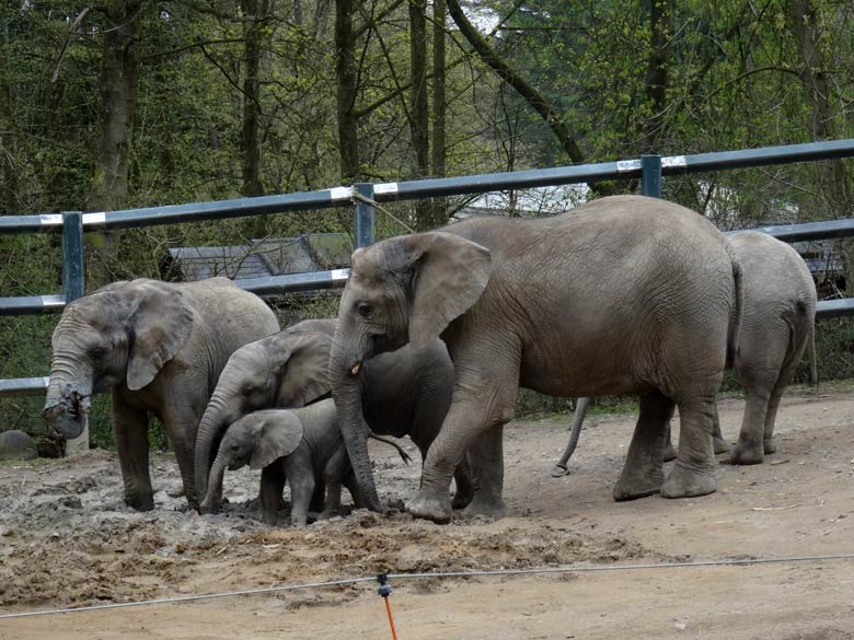 Elefantenkalb Tuffi am 10. April 2016 im Wuppertaler Zoo