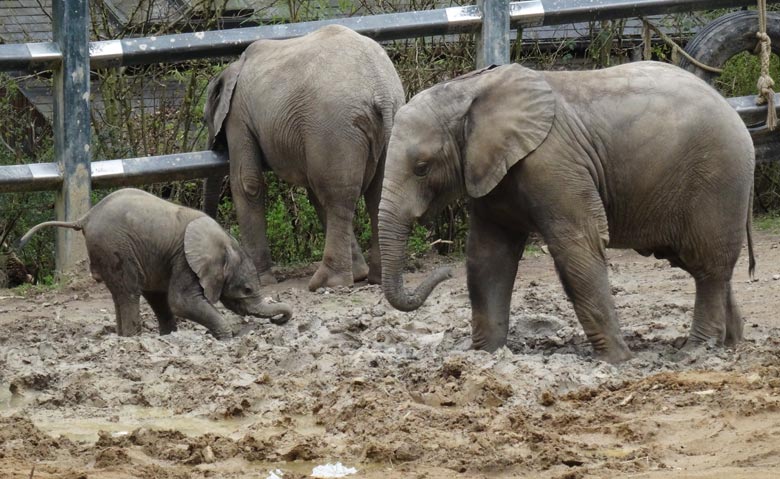 Elefantenkalb Tuffi am 10. April 2016 im Grünen Zoo Wuppertal