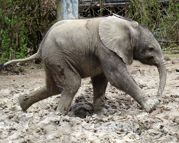 Afrikanischer Elefant Tuffi im Wuppertaler Zoo am 10. April 2016