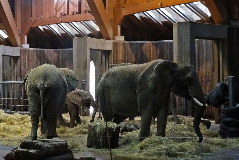 Elefantenkalb Tuffi am 12. Mai 2016 im Heu liegend im Elefantenhaus im Zoologischen Garten der Stadt Wuppertal