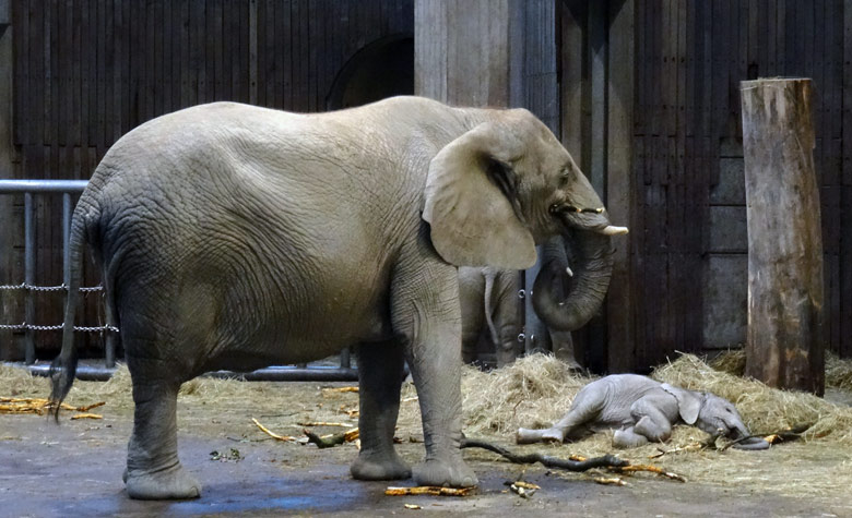 Müdes Elefanten-Jungtier "Tuffi" am 22. Juli 2016 im Elefantenhaus im Zoologischen Garten der Stadt Wuppertal