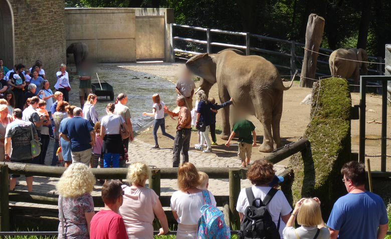 Fotoaktion mit Elefantenkuh Sweni auf der Außenanlage am Elefantenhaus beim Elefantentag im Zoo Wuppertal am 13. August 2016