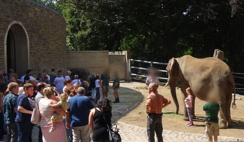 Fotoaktion mit Elefant auf der Außenanlage am Elefantenhaus beim Elefantentag im Wuppertaler Zoo am 13. August 2016
