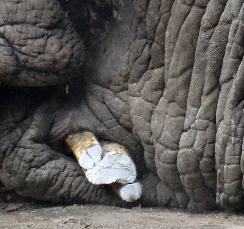 Linker kurzer Stoßzahn des Afrikanischen Elefantenbullen TUSKER am 16. September 2016 im Zoologischen Garten Wuppertal