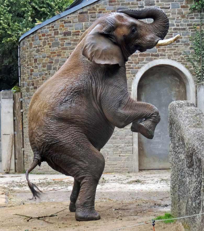 Afrikanischer Elefantenbulle TUSKER am 16. September 2016 nach der Dusche auf zwei Beinen im Zoo Wuppertal
