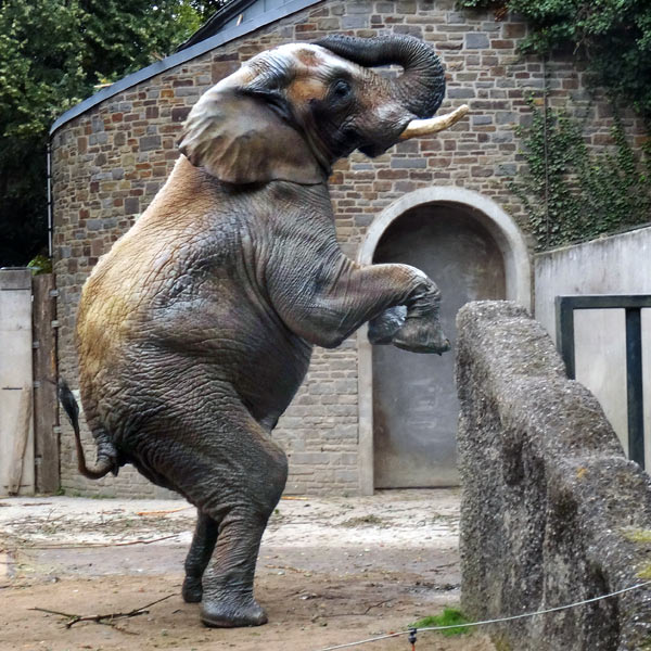 Afrikanischer Elefant Tuusker im Wuppertaler Zoo am 16. September 2016