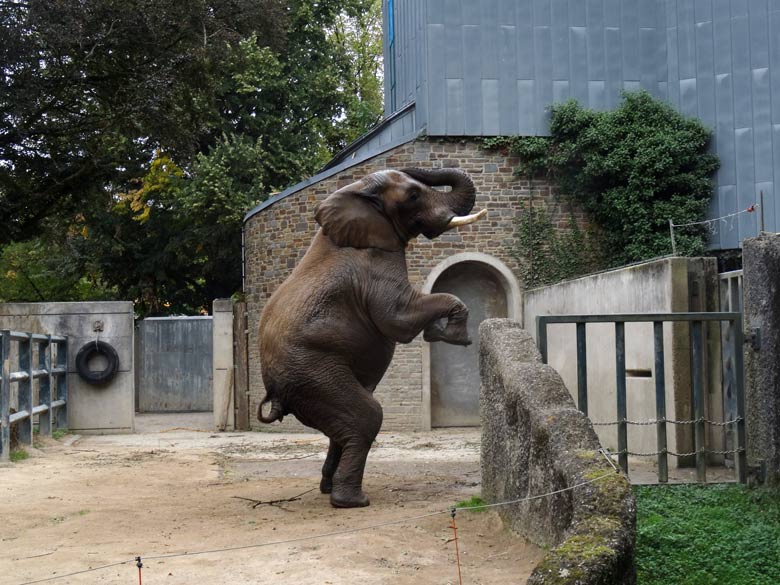 Afrikanischer Elefantenbulle TUSKER am 16. September 2016 auf der Bullenanlage im Grünen Zoo Wuppertal