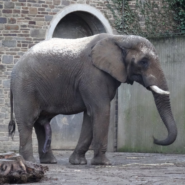 Afrikanischer Elefant Tuusker im Wuppertaler Zoo am 27. Dezember 2016