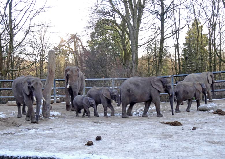 Afrikanischer Elefantenbulle TUSKER mit der "Elefantenfamilie" am 20. Januar 2017 auf der Bullenanlage im Zoologischen Garten Wuppertal