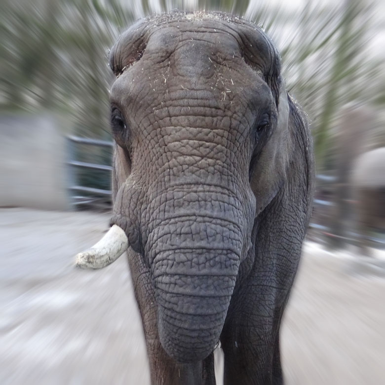 Afrikanischer Elefant Tuusker im Wuppertaler Zoo am 20. Januar 2017