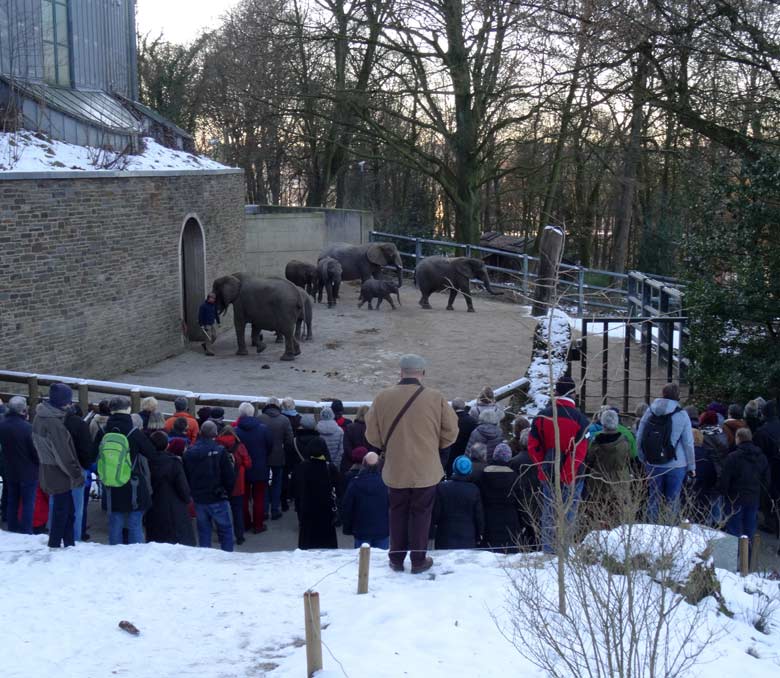 Afrikanische Elefanten am 21. Januar 2017 im Wuppertaler Zoo