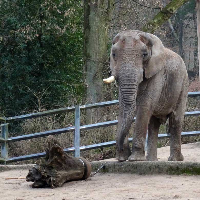 Afrikanischer Elefantenbulle TUSKER am 2. Februar 2017 im Grünen Zoo Wuppertal