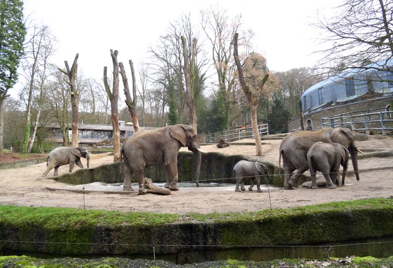 Afrikanischer Elefantenbulle TUSKER am 2. Februar 2017 mit der Elefantenfamilie im Grünen Zoo Wuppertal