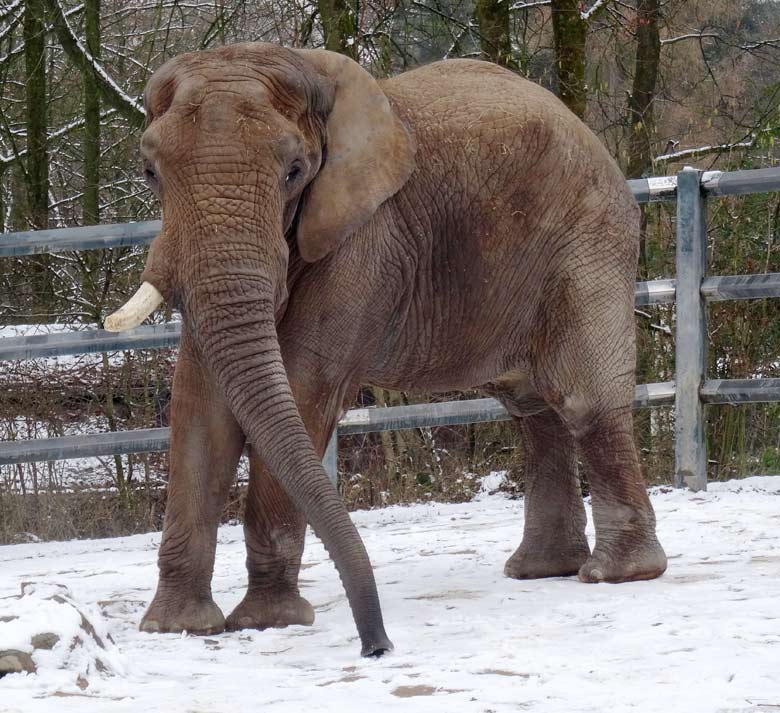 Afrikanischer Elefant TUSKER im Schnee am 11. Februar 2017 auf der Bullenanlage im Grünen Zoo Wuppertal